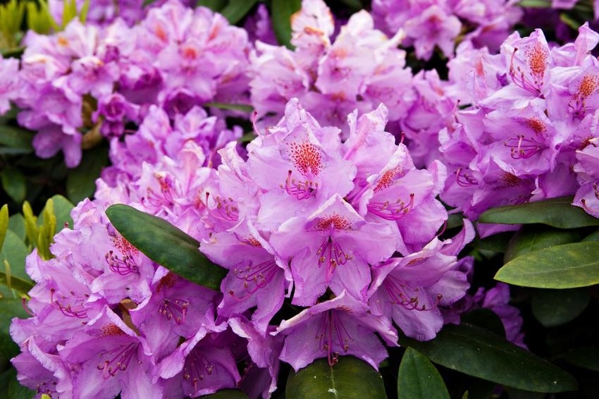 Nawóz do rododendronów azalii Florovit 1kg - obrazek 8