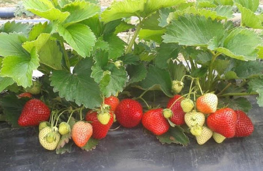 Nawóz dolomit Siarkopol granulat 10 kg na mech na koniczynę - obrazek 2