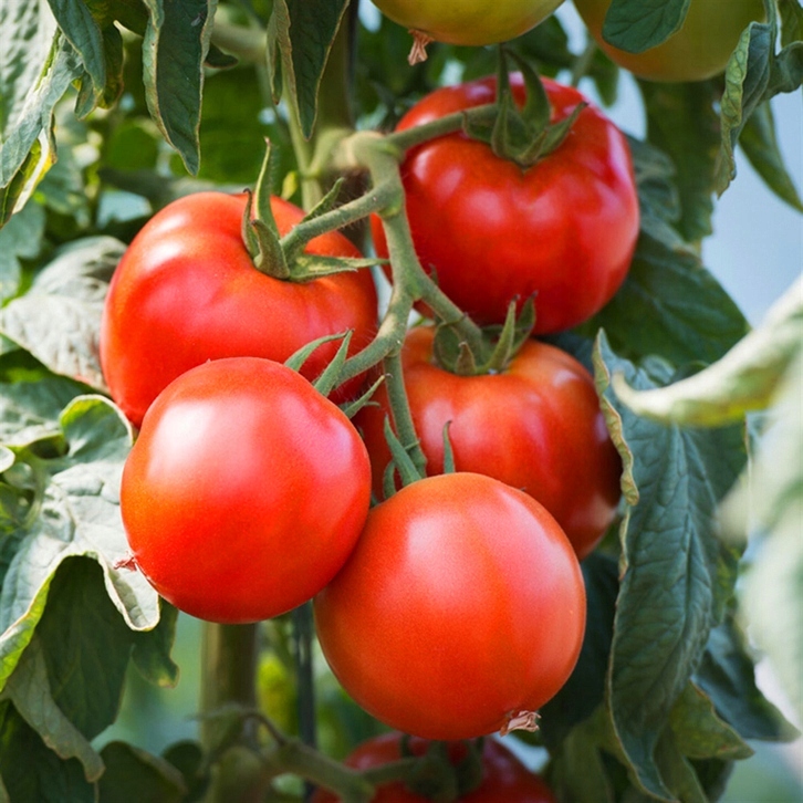 Nawóz BETOKSON - 750 ml AGROPAK do zapylania pomidorów - obrazek 7