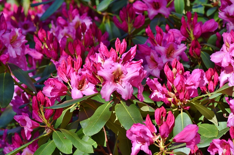Nawóz do rododendronów azalii Florovit 1kg - obrazek 3