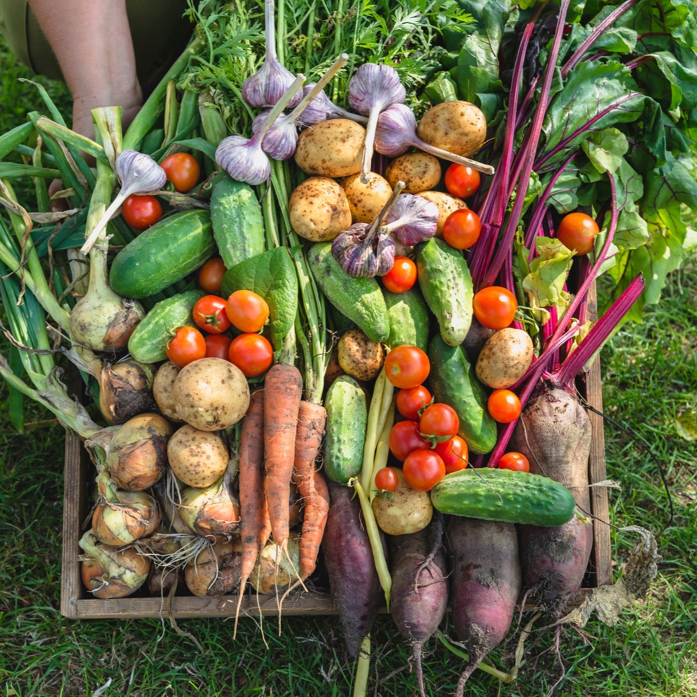 Nawóz organiczny, naturalny Zrębkor granulat 25 kg 40 l - obrazek 6