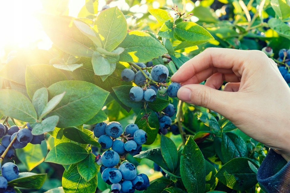 Nawóz wieloskładnikowy do borówek i kwaśnolubnych 1kg Florovit - obrazek 8