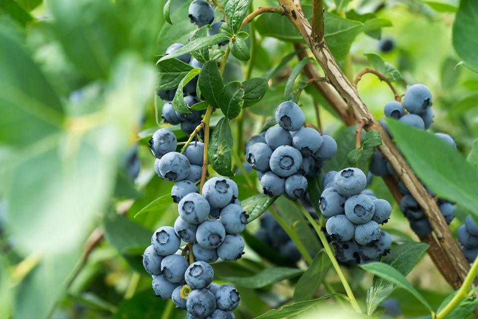 Nawóz wieloskładnikowy do borówek i kwaśnolubnych 1kg Florovit - obrazek 7
